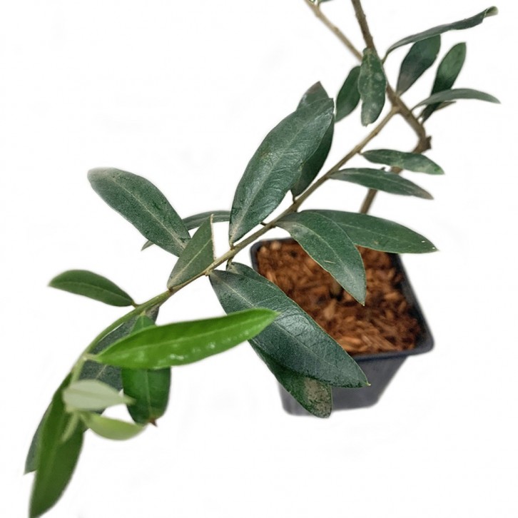 Olive Tree (Olea Europaea) HOLLAND