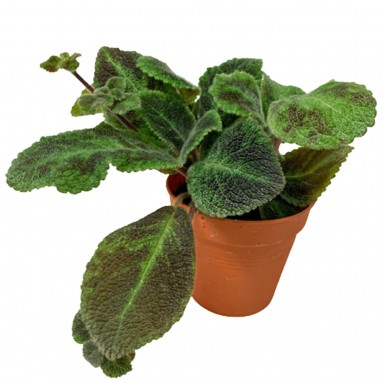 Episcia Cupreta 'Xantha' (Flame Violet)