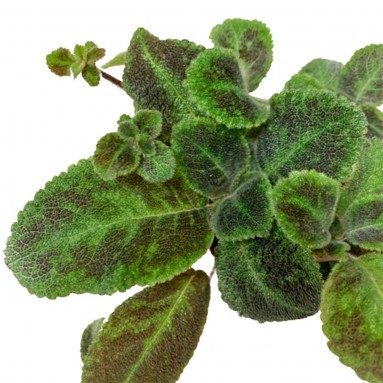 Episcia Cupreta 'Xantha' (Flame Violet)