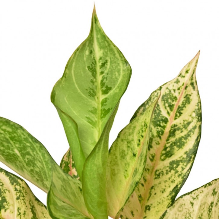 Aglaonema 'Lucky'