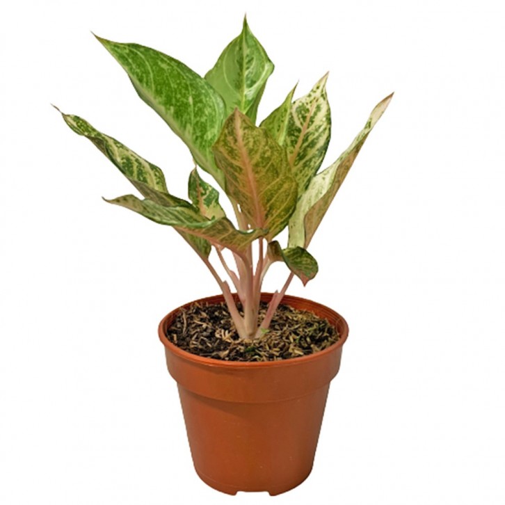 Aglaonema 'Lucky'