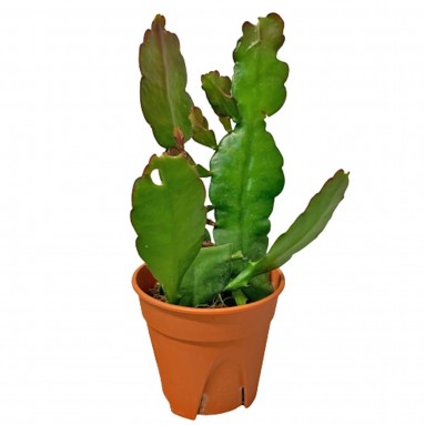 Epiphyllum (Queen of the Night) Purple Flower