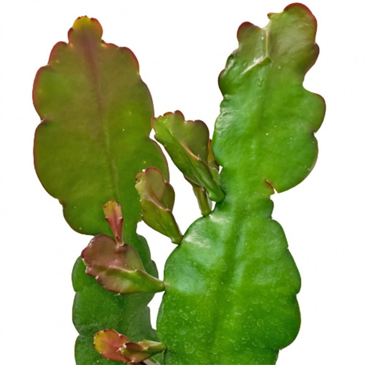 Epiphyllum (Queen of the Night) Purple Flower