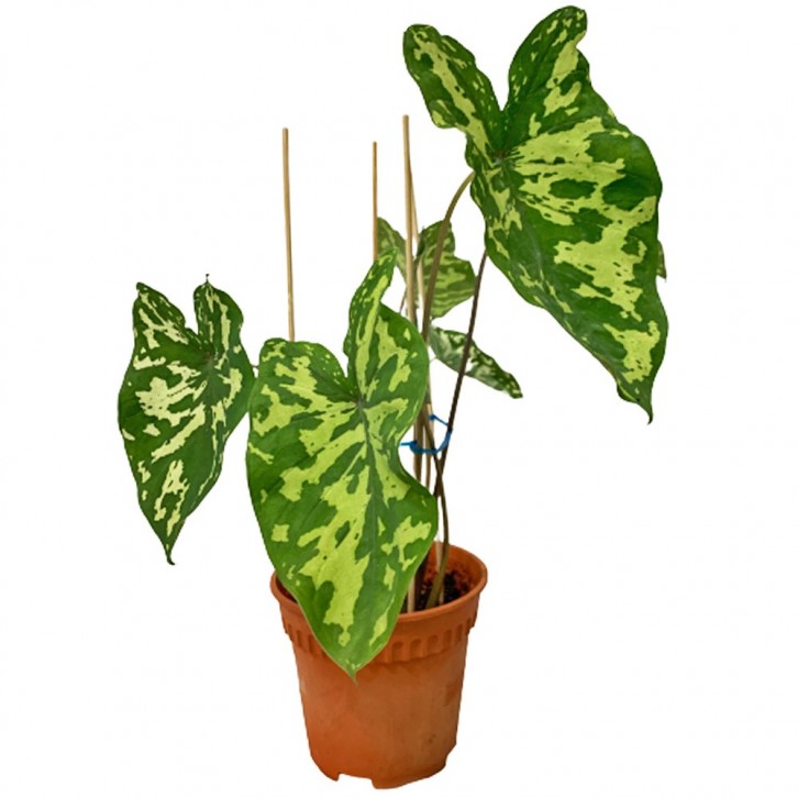 Alocasia 'Hilo Beauty' (Hilo Beauty Elephant Ear)