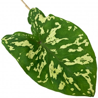 Alocasia 'Hilo Beauty' (Hilo Beauty Elephant Ear)