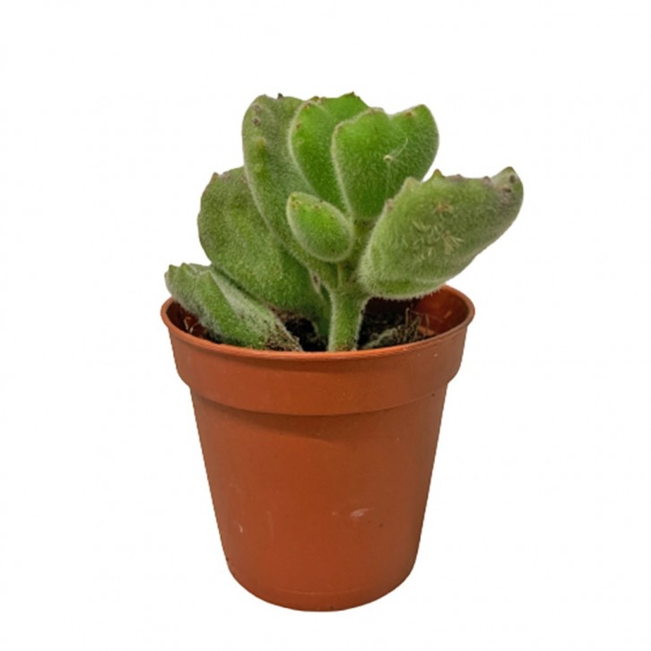 Cotyledon Tormentosa (Bear's Paw)