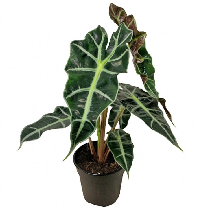 Alocasia Polly