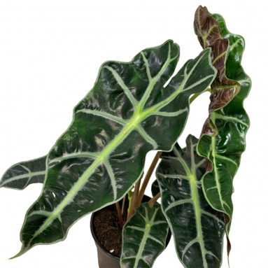 Alocasia Polly