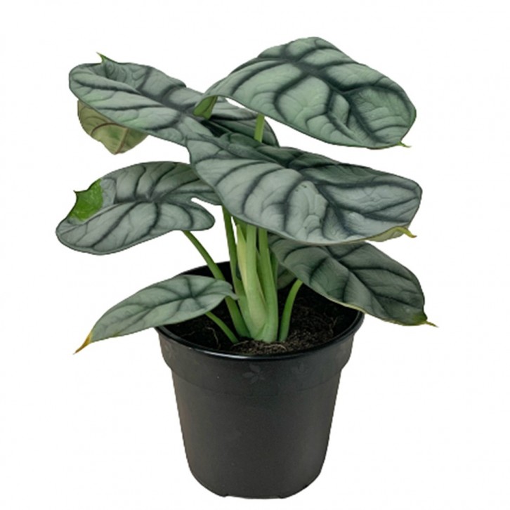 Alocasia Silver Dragon