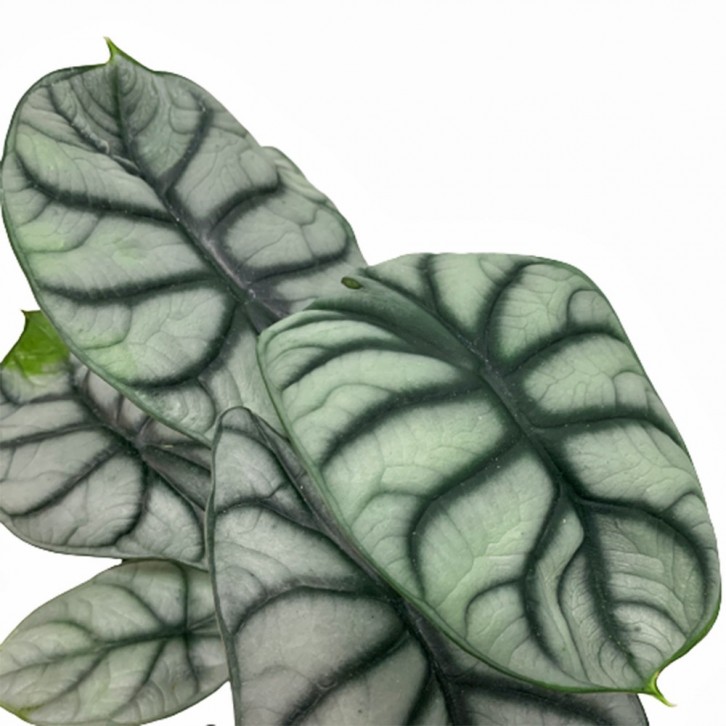 Alocasia Silver Dragon