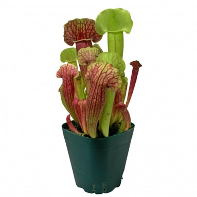 Trumpet Pitchers (Sarracenia)