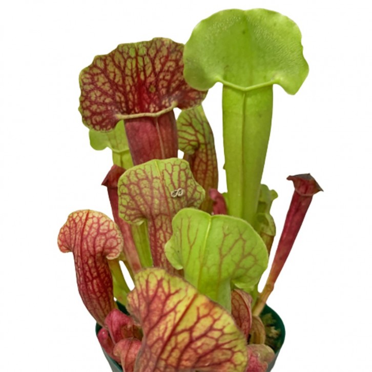 Trumpet Pitchers (Sarracenia)
