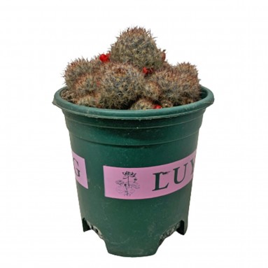 Mammillaria Prolifera 'Texas Nipple Cactus'