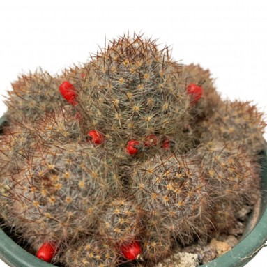 Mammillaria Prolifera 'Texas Nipple Cactus'