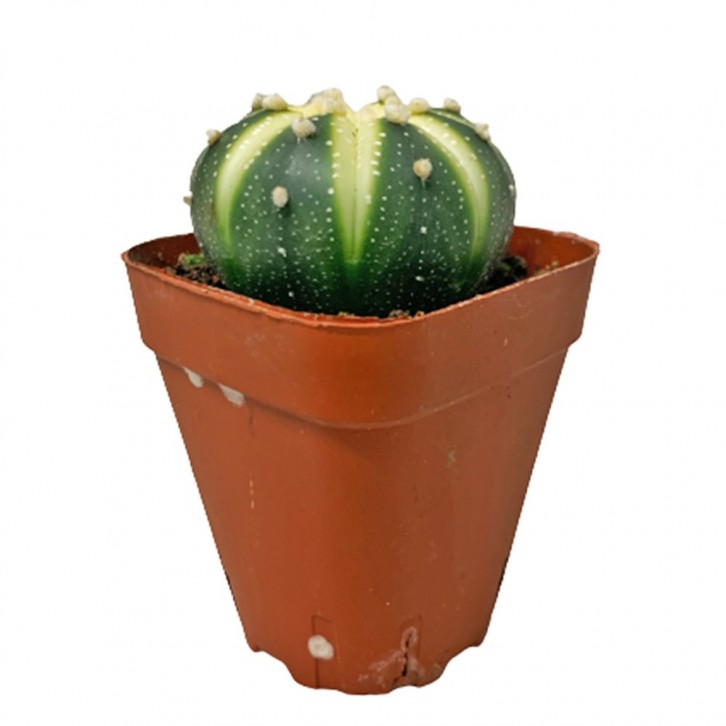 Sand Dollar Cactus (Astrophytum Asterias)