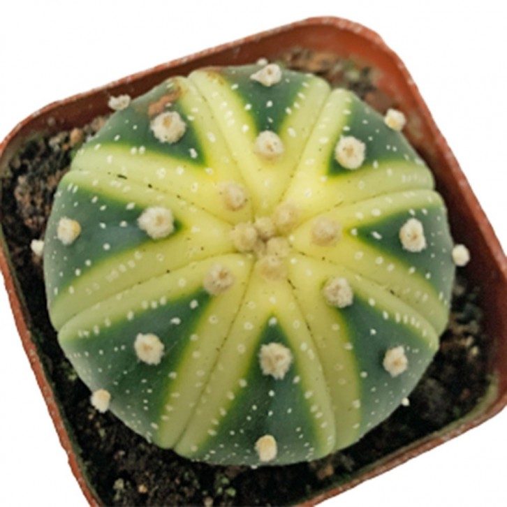 Sand Dollar Cactus (Astrophytum Asterias)