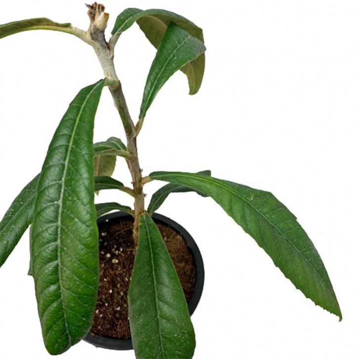 Loquat 枇杷 びわ Eriobotrya Japonica (JAPAN)