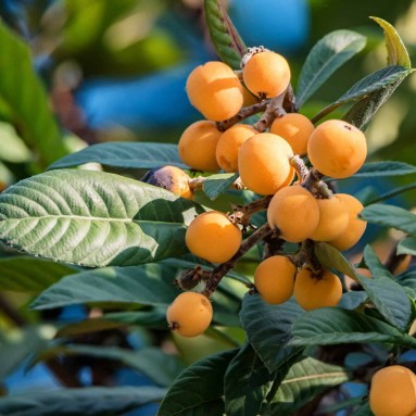 Loquat 枇杷 びわ Eriobotrya Japonica (JAPAN)