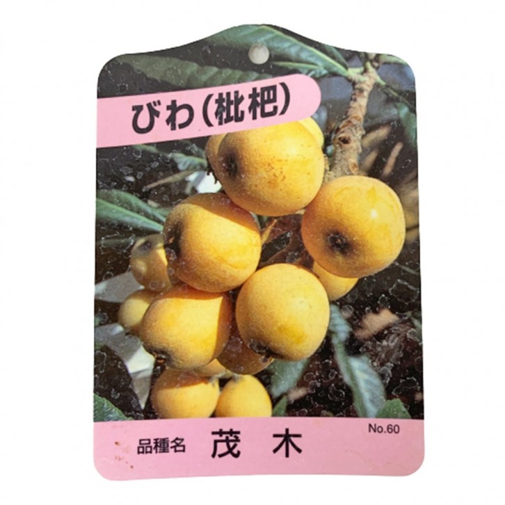 Loquat 枇杷 びわ Eriobotrya Japonica (JAPAN)