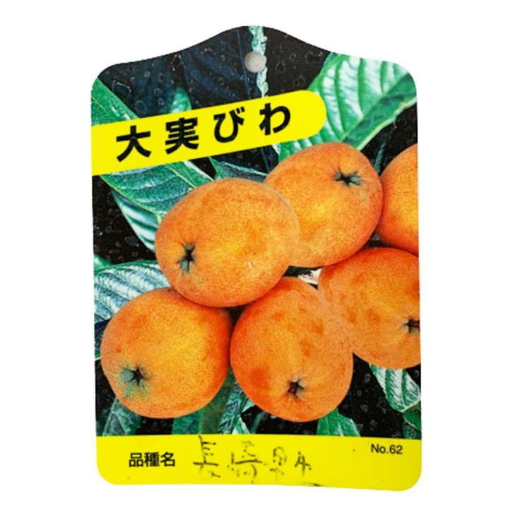 Loquat 枇杷 びわ Eriobotrya Japonica (JAPAN)