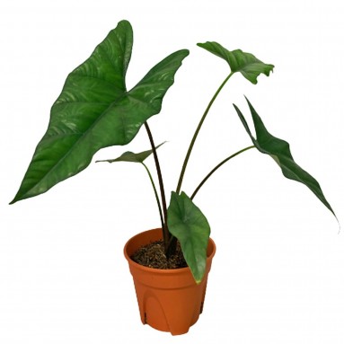 Alocasia Scalprum