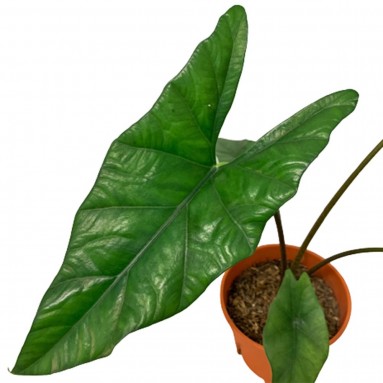 Alocasia Scalprum