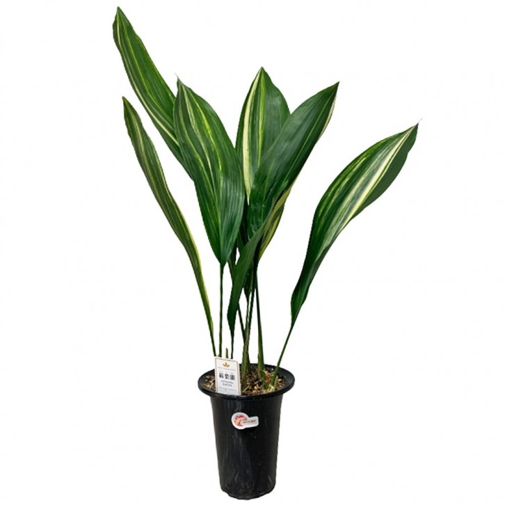 Aspidistra Elatior 縞葉蘭 シマ ハ ラン Variegated (JAPAN)