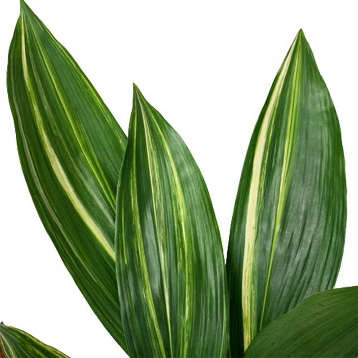 Aspidistra Elatior 縞葉蘭 シマ ハ ラン Variegated (JAPAN)