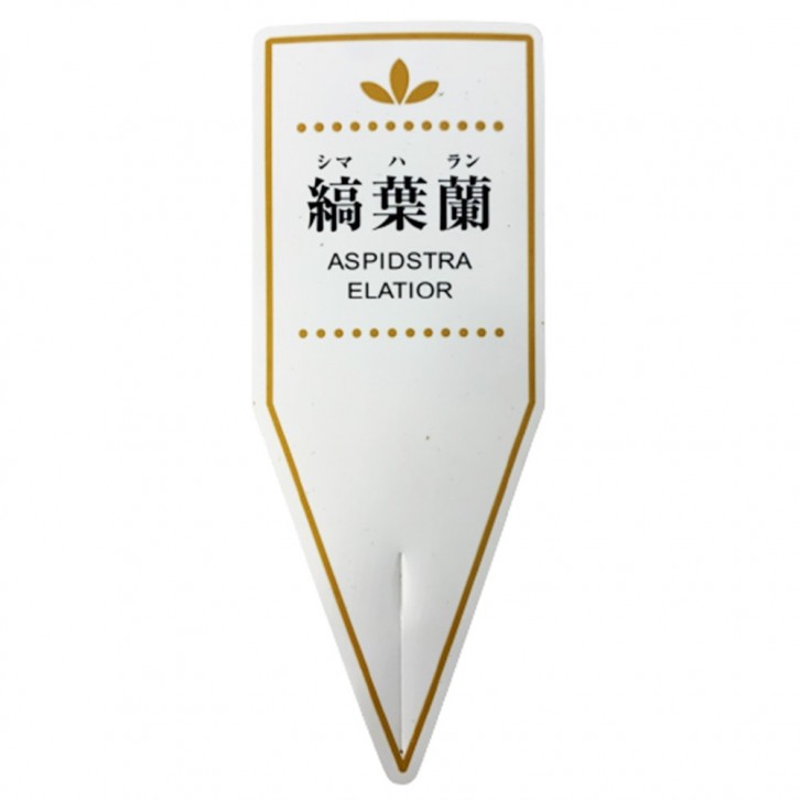 Aspidistra Elatior 縞葉蘭 シマ ハ ラン Variegated (JAPAN)