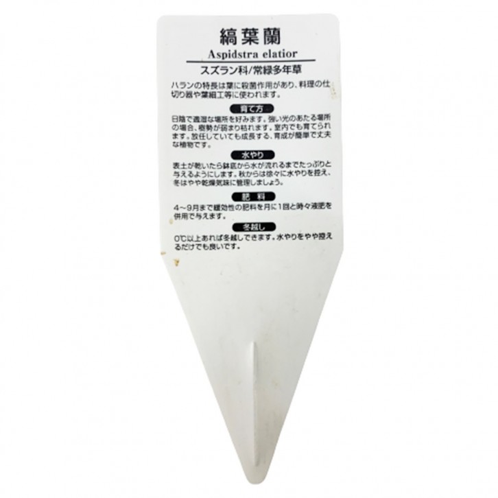 Aspidistra Elatior 縞葉蘭 シマ ハ ラン Variegated (JAPAN)