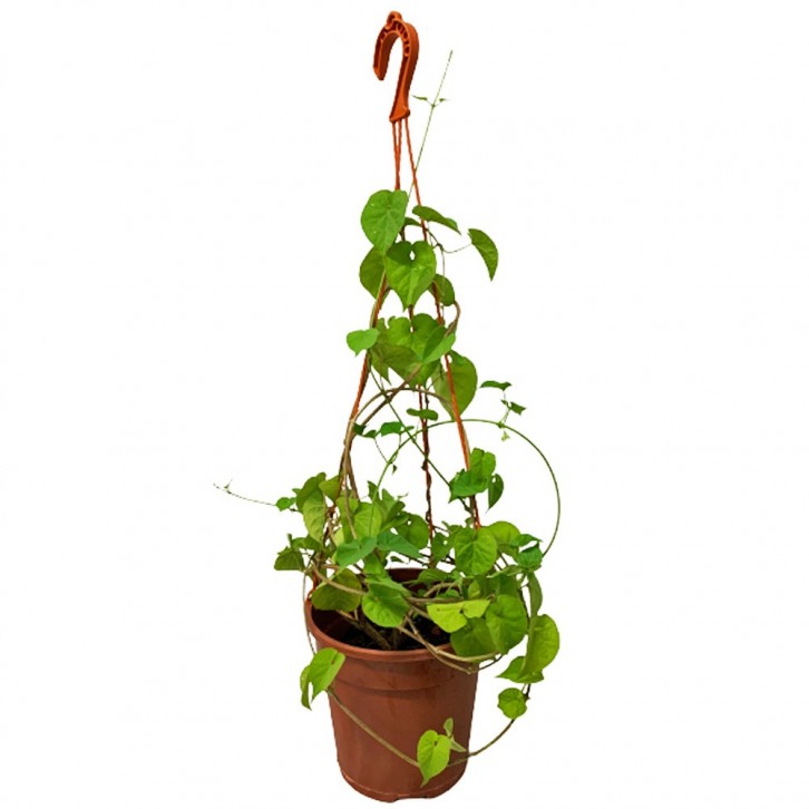 Telosma Cordata 夜来香 (Chinese Violet)