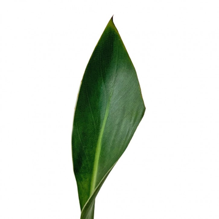 Strelitzia Juncea 極楽鳥 ゴクラクチョウカ属 Bird of Paradise (JAPAN)