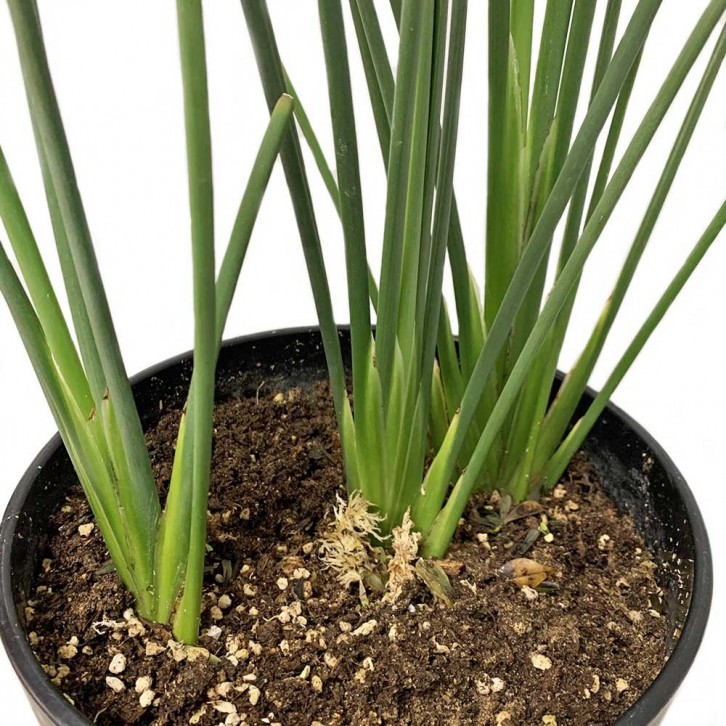 Strelitzia Juncea 極楽鳥 ゴクラクチョウカ属 Bird of Paradise (JAPAN)