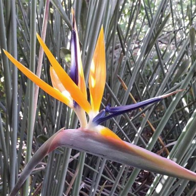 Strelitzia Juncea 極楽鳥 ゴクラクチョウカ属 Bird of Paradise (JAPAN)