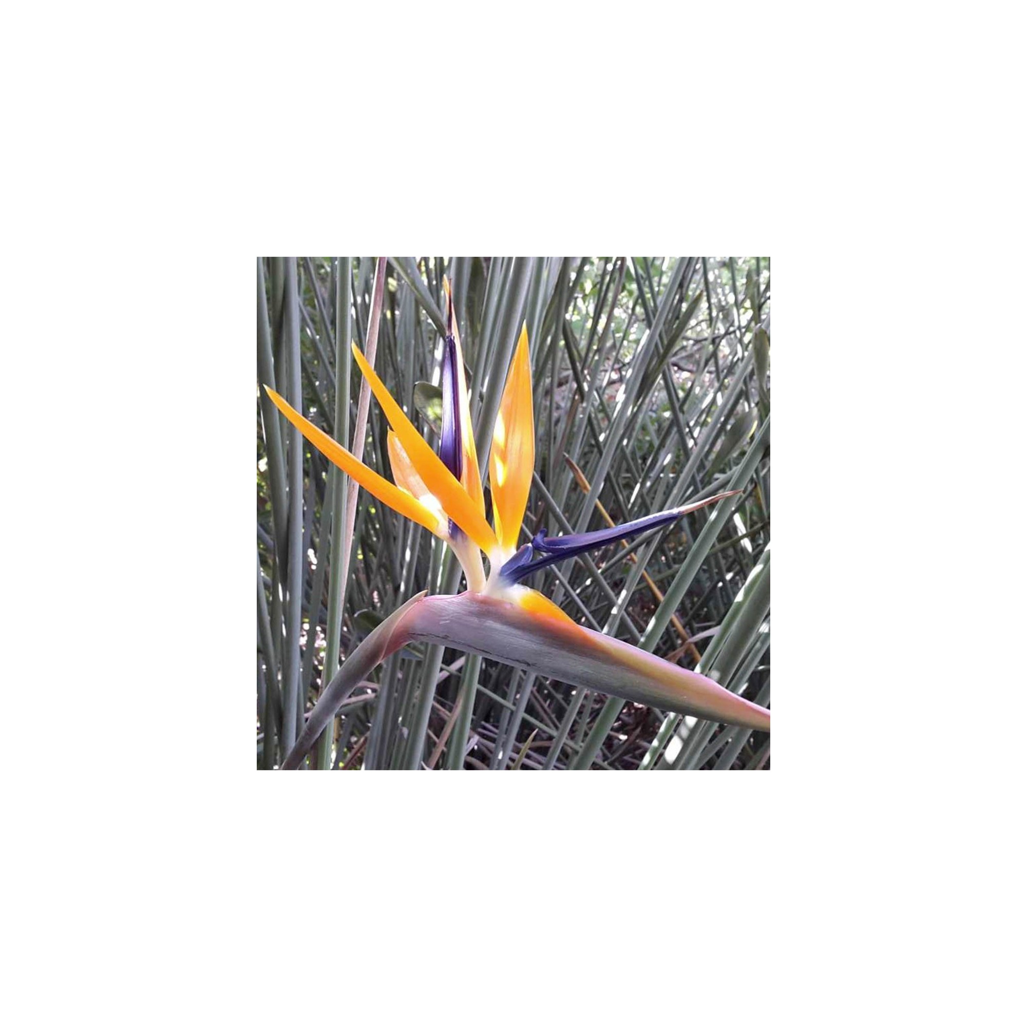 極楽鳥 -bird of paradise- (Gokurakuchou -bird of paradise