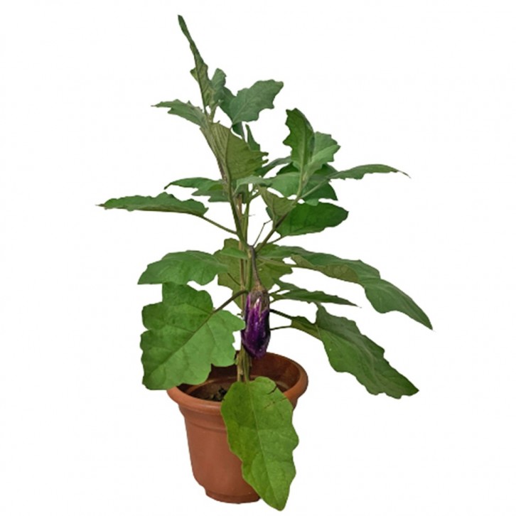 Brinjal Plant (Solanum Melongena)