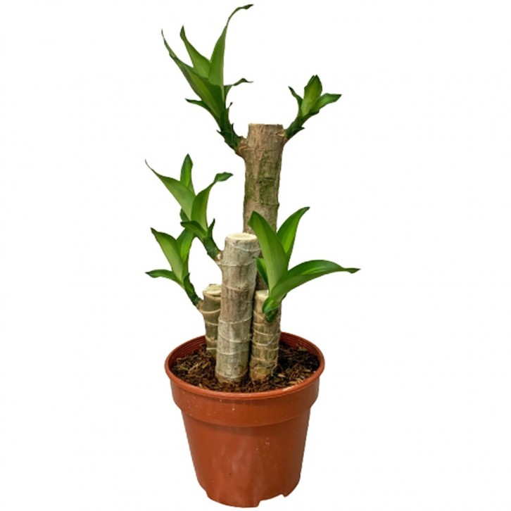 Dracaena Fragrans - Multi Stems (Iron Plant)