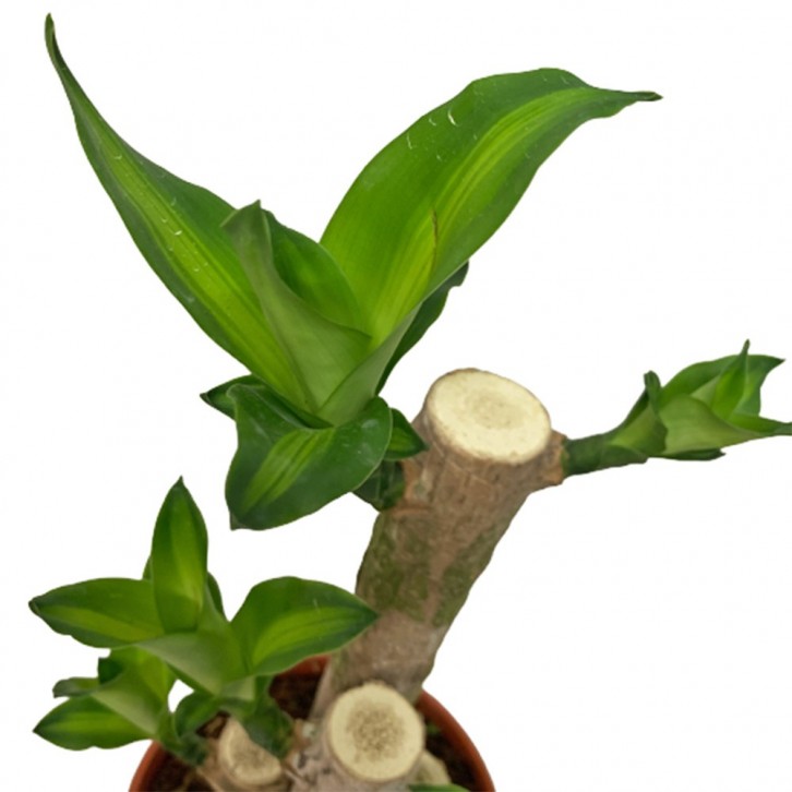 Dracaena Fragrans - Multi Stems (Iron Plant)