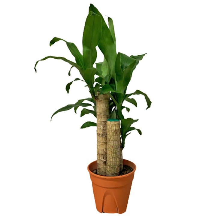 Dracaena Fragrans - Multi Stems (Iron Plant)