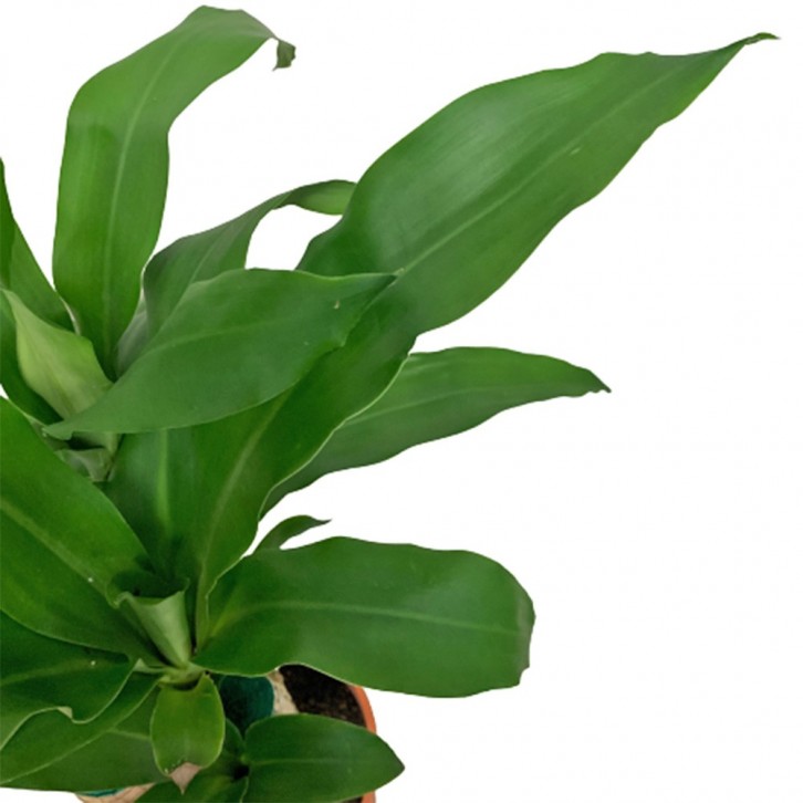 Dracaena Fragrans - Multi Stems (Iron Plant)