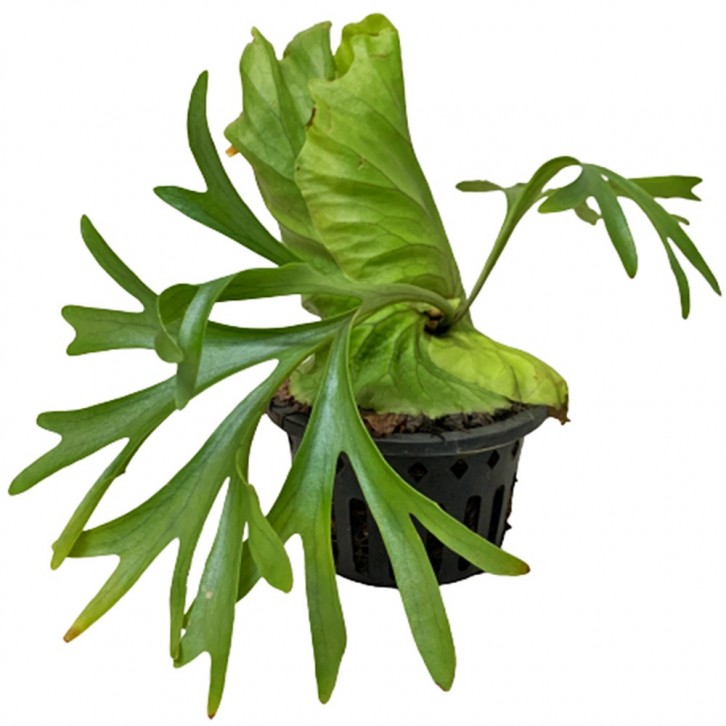 Platycerium Mt Kitshakood (Staghorn Fern)