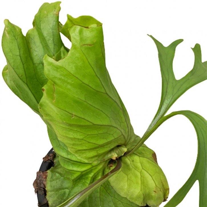Platycerium Mt Kitshakood (Staghorn Fern)