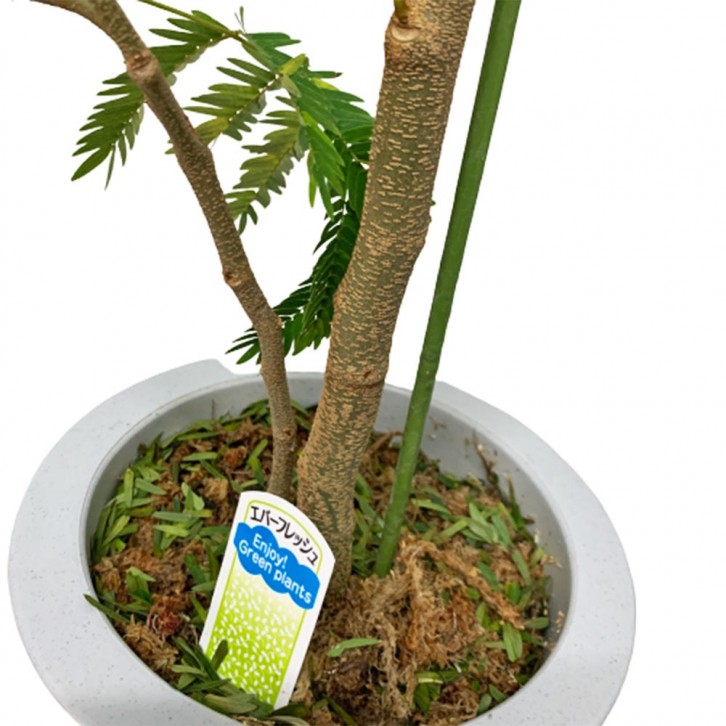 Everfresh Tree エバーフレッシュ (Pithecellobium Confertum) JAPAN