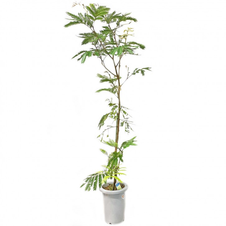 Everfresh Tree エバーフレッシュ (Pithecellobium Confertum) JAPAN