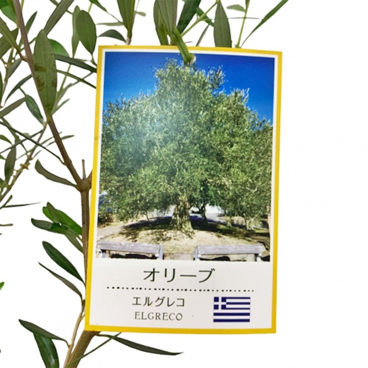 Olive Tree 橄榄 オリーブ (JAPAN)