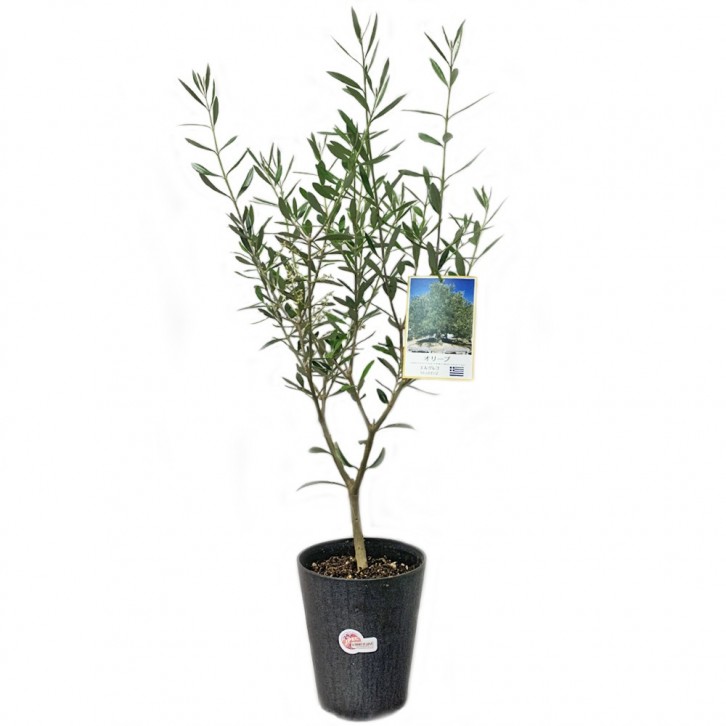 Olive Tree 橄榄 オリーブ (JAPAN)