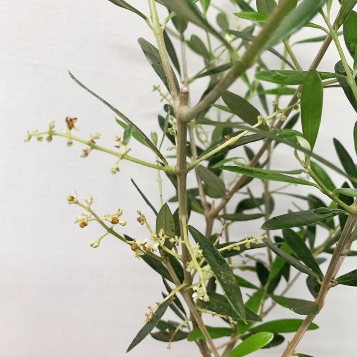 Olive Tree 橄榄 オリーブ (JAPAN)