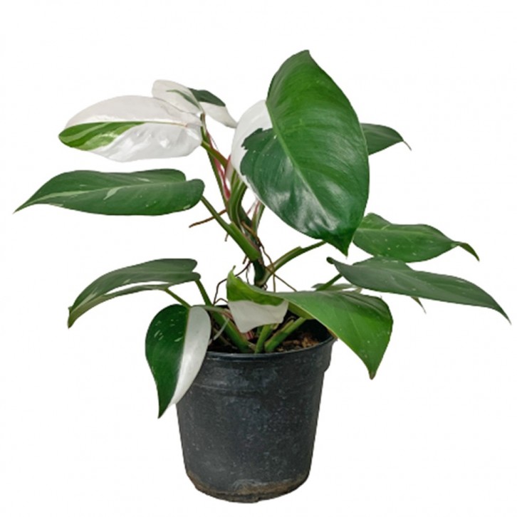 Philodendron White Princess