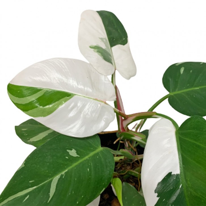 Philodendron White Princess