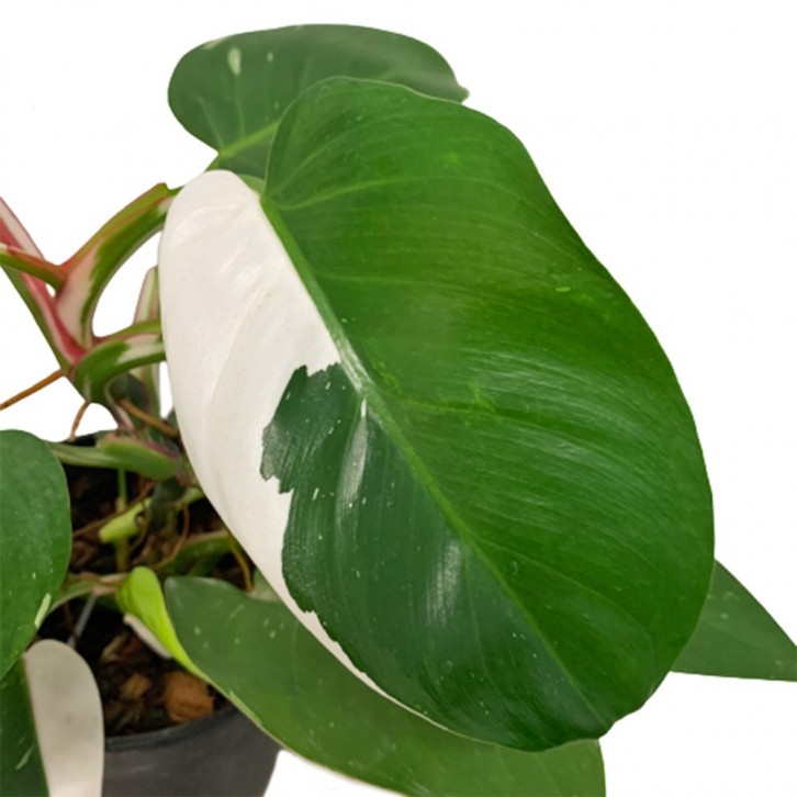 Philodendron White Princess
